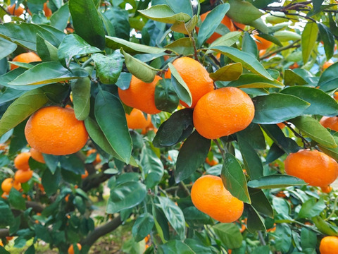 【高級柑橘】完熟甘平２ｋｇ ご家庭用 農薬不使用 自然栽培 愛媛県産