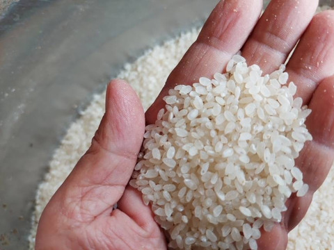 節減対象農薬　新米　コシヒカリ　５ｋｇX２袋