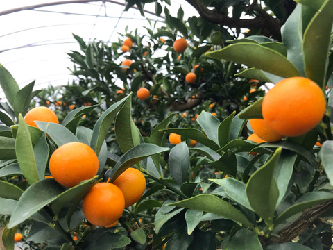 【家庭用】きんかん1kgはるか2.5kg