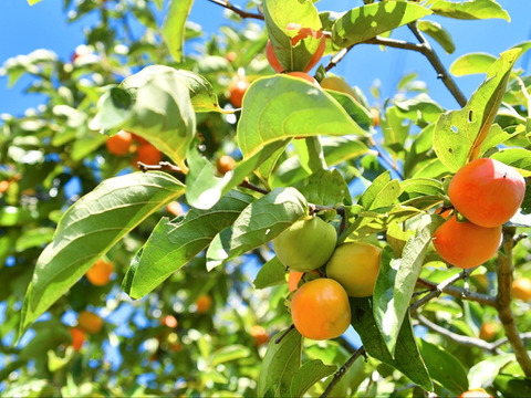【樹上完熟】南国土佐 完熟蜜柿２ｋｇ（１０～１４玉）ご家庭用 農薬不使用 自然栽培 四万十産