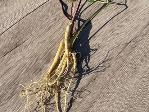 葉まで丸ごと！農薬不使用『高麗人参』3本セット