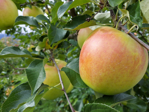 ぐんま名月　弘前 岩木山麓産　蜜入り　贈答用　糖度保証！ぐんま名月　５ｋ（14玉～20玉）