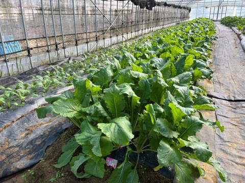 【淡路島産】有機肥料100%で育てた冬野菜７種詰め合わせ🥬