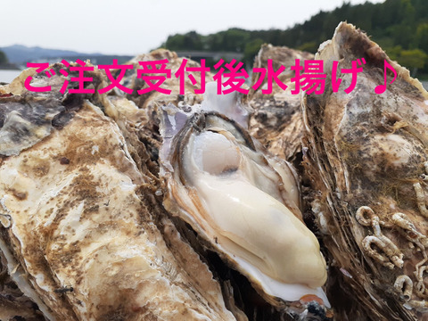 クール冷蔵便♪注文受け付け後水揚げ!真牡蠣6kg(kg/6~9個) ラムサール条約湿地志津川湾より漁師直送!