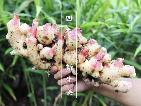 【受注収穫】掘りたて新生姜４ｋｇ 農薬不使用 自然栽培 四万十産