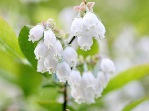 【樹上完熟】南国土佐 完熟生ブルーベリー１ｋｇ 農薬不使用 自然栽培 四万十産