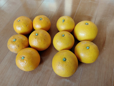 お任せ柑橘詰め合わせセット（３種類以上）箱重量込み４㎏（自然栽培）【熨斗対応可】