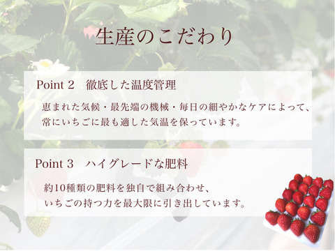 子どもが喜ぶ夏イチゴ☆ジューシーな中粒大粒☆ (2025年 夏秋お届け)
