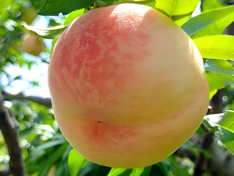 【節減対象農薬：不使用】お日様たっぷり完熟桃2kg(ご家庭用・2kg)