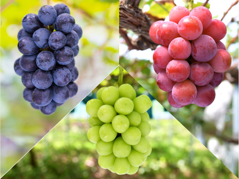 花笑み農園　岡山の訳ありブドウ3種MIX1kg【9/18～順次発送】W3M-1