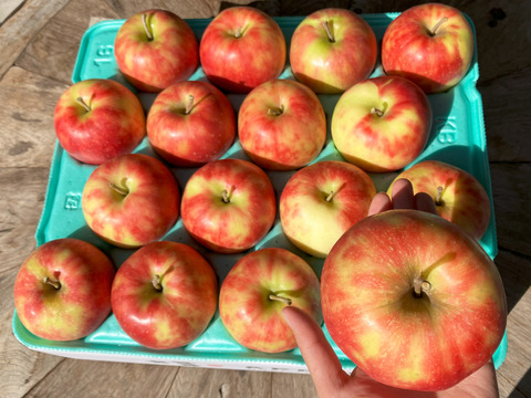 🍎ジョナゴールド🍎5kg 農薬半減栽培✨ジューシーで爽やかな酸味🍎贈り物にも👌特選りんご