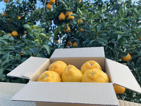 数量限定！【お試しサイズの不知火柑】大人気！熊本名産『不知火柑』５玉入(2L以下 1㌔前後)加温栽培！