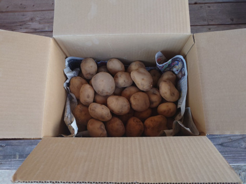 自然栽培　男爵いも　箱込　１０ｋｇ