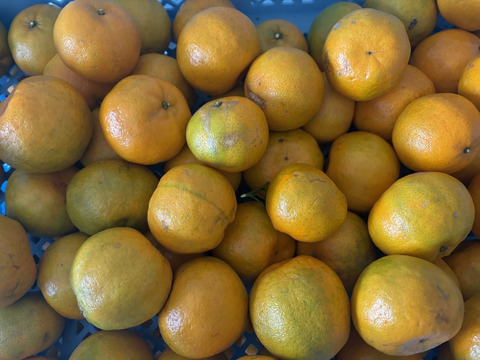 鹿児島・枕崎の太陽育ち【ポンカン】５㎏