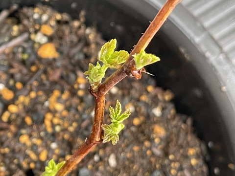 当ファームで栽培しているラズベリーです【ラズベリー鉢植え】【観賞用】