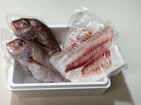 『特売商品』【フィレ 1枚増量】鳴門 真鯛　鯛 (タイ）3.5尾分（ラウンド2尾/皮なしフィレ３枚入)