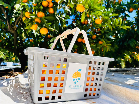 【数量限定・家庭用】熊本県産早生みかん3kg　甘さギュッ！樹上完熟を農家直送でお届け