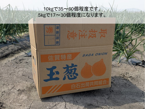 新玉ねぎ ジューシーかつ甘い！佐賀県産玉ねぎ 極早生『貴錦』M10kg