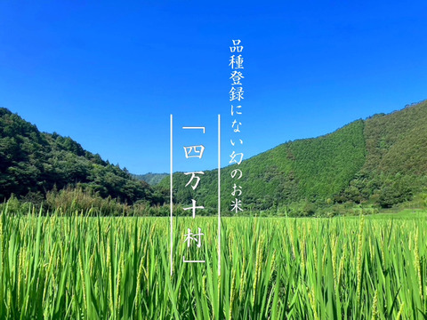 【四万十清流育ち】おばあちゃんが泣いた品種登録にない幻のお米「四万十村」１０ｋｇ 農薬不使用 自然栽培 四万十産