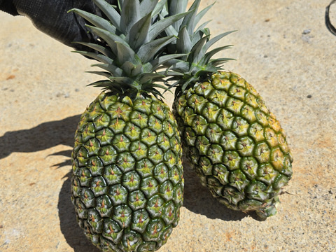 甘さ際立つ！沖縄県産『サンドルチェ』🍍　1玉　1.3kg～