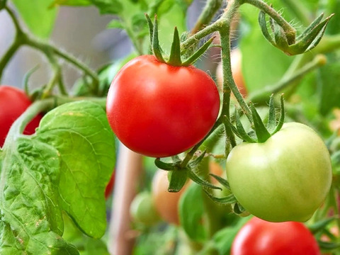 【南国土佐】完熟ミニトマト１ｋｇ 農薬不使用 自然栽培 四万十産