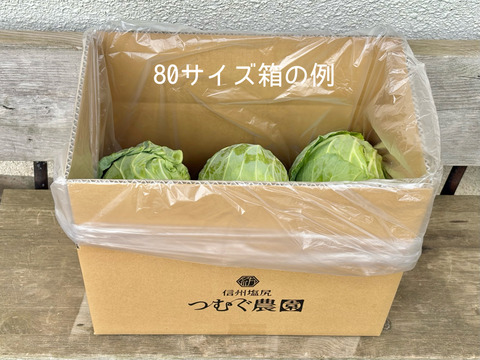 6個入｜信州塩尻｜サラダで美味しい高原キャベツ