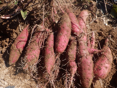 干し芋400ｇ（200g×2袋）自然栽培のべにはるか　発送日12/25頃より順次発送