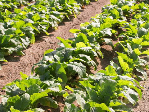 【受注収穫】四万十カブ「絹はだ美人」３ｋｇ（６～８玉） 農薬不使用 自然栽培 四万十産