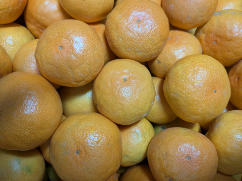 （超限定）濃厚ゆら早生！　3ｋｇ（箱込み）