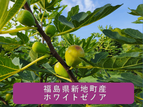 【新発売】無花果のコンポート　２本