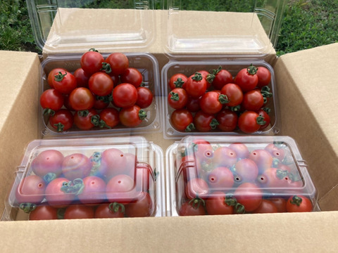 【北海道産】自然栽培ミニトマト　一度食べたらやめられない美味しさ！　1.2kg (300g×4パック)