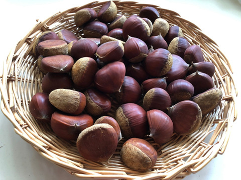 残りわずか！！【1kg】味、香り、絶品！！ほっぺのおちる栗『Lサイズ以上』(熊本県産)