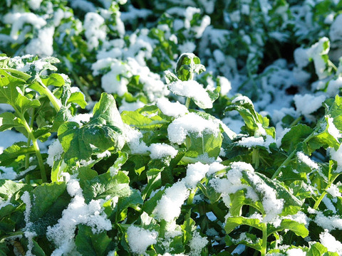【おでん用】究極の絹食感！奥四万十絹大根１０ｋｇ 農薬不使用 自然栽培 四万十産
