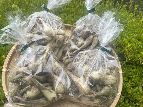 パリポリ食感がクセになる！泥付き生らっきょう～２Kg