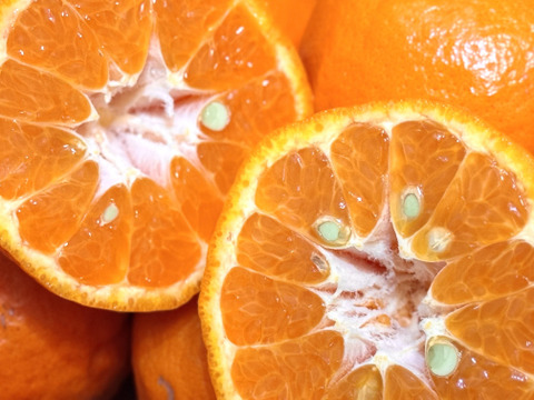 【濃厚な味と香り＆種あり】今津ぽんかん《ご家庭用 2kg》｜サイズ混合｜愛媛・西宇和産