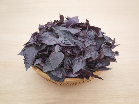 採れたて！新鮮ダークオパールバジル 300g 【農薬化学肥料不使用】