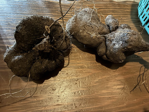 栄養満点！！「紫山芋」ダイジョ 1.5kg程度