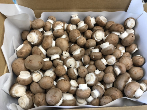 料理王国100選2024"優秀賞"に選出★【八幡平マッシュルーム ブラウン】 1kg