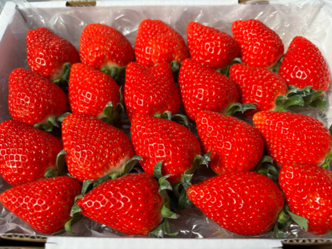 完熟よつぼし☆（ご家庭用・約530g×４箱）