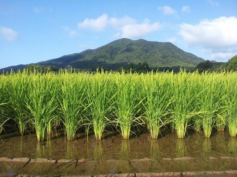『元気つくし』 (白米5kg) 農薬除草剤不使用の特別栽培米（福岡県宗像）