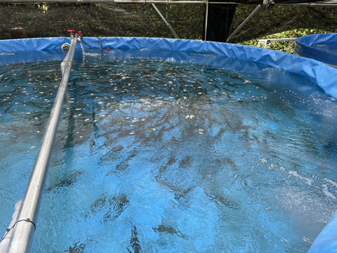 旨味と甘みの絶品桃太郎サーモン　フィレ　800ｇ～1200ｇ