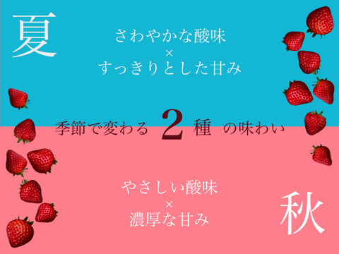 子どもが喜ぶ夏イチゴ☆ジューシーな中粒大粒☆ (2025年 夏秋お届け)