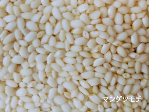 エコ梱包【もち米　白米２４ｋｇ】特別栽培米マンゲツモチ　天然の資材・有機質肥料のみで育てました🌱【低農薬（80％以上削減）】🌱【令和7年新米】✨食べチョクAW2023✨米・穀類🥇１位受賞