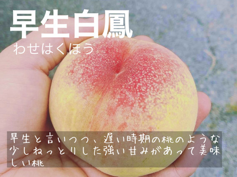 【家庭用】夏を先取り！６月下旬～７月中旬の岡山の桃　小箱４～６玉