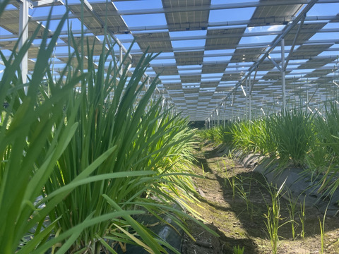 「香り」「歯ごたえ」抜群！愛知県産ニラ（業務用・10㎏/箱）＊家庭用も承ります！