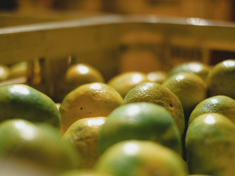 愛媛みかんの老舗厳選『極早生みかん 11kg』愛媛県川上産