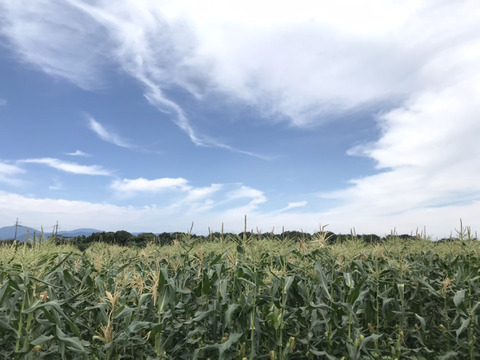 【エコ梱包】めっちゃ甘い！『白いトウモロコシ 10本』再利用段ボール使用