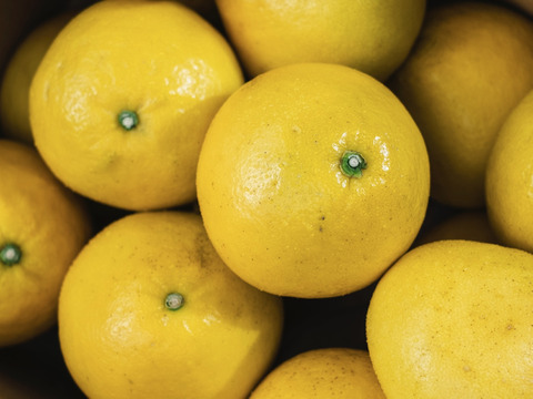 【樹上完熟】文旦 5kg『弾けるシャキッと食感』【家庭用】