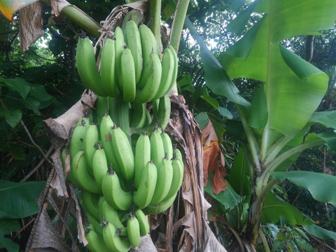 台湾バナナ　（仙人蕉）1.5kg