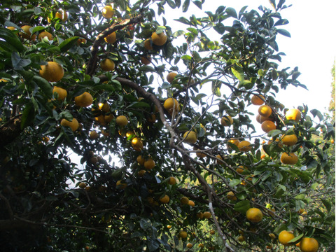 ５キロ箱ハッサク大小混合１0～１2個入り（これまで当果樹園をご利用いただいた方限定で販売いたします。菓子箱等再利用）